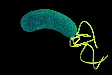 H. pylori bacterium