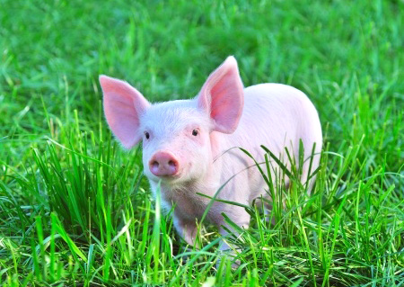 piglet in the grass
